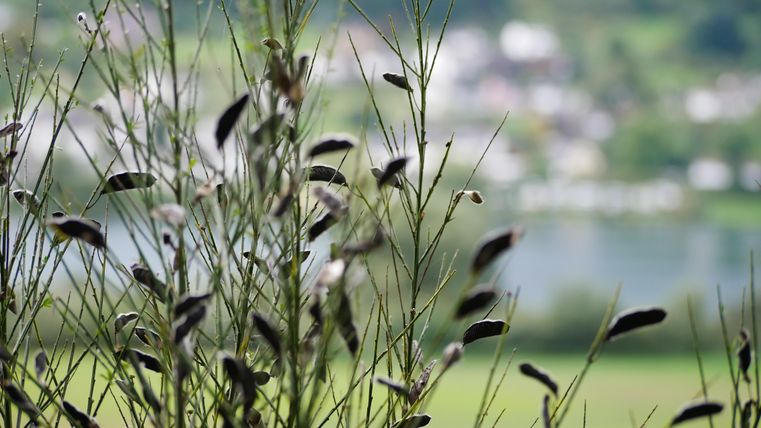 A plant with long, slender stems and seed capsules in the foreground. In the background, blurred houses and a lake are visible.