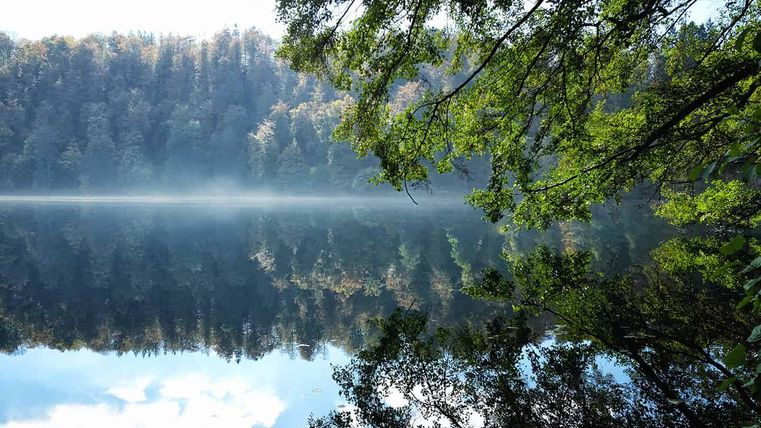 Een rustige vijver, omgeven door bomen en mist. De reflectie van het landschap in het water is helder en vredig.