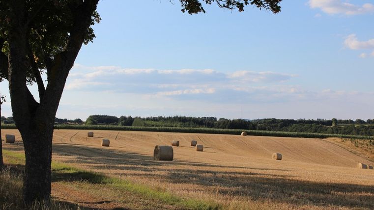 A vast field with hay bales under a blue sky. In the foreground, there is a tree providing shade.