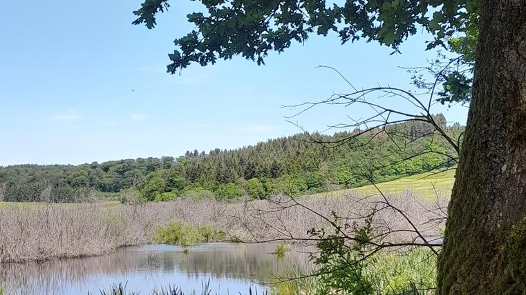 A quiet pond surrounded by lush greenery and trees. The clear sky makes the landscape appear bright and inviting.