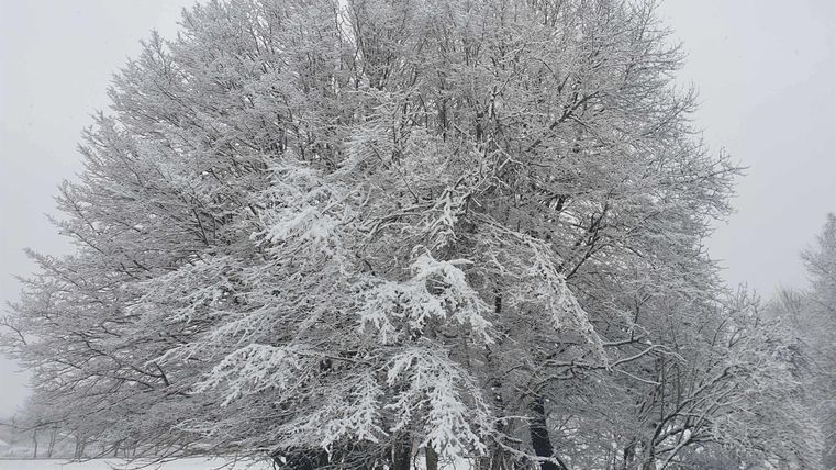 Ein großer Baum, bedeckt mit frisch gefallenem Schnee, steht in einer winterlichen Landschaft. Die Umgebung ist hell und ruhig, mit einer dichten Schneeschicht.