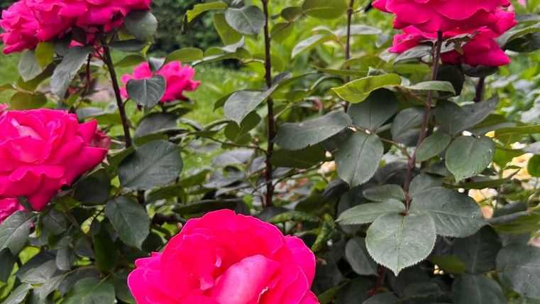 Eine Gruppe von pinken Rosen blüht in einem Garten. Im Hintergrund sieht man grüne Pflanzen und Sträucher.