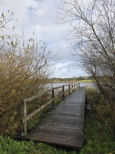 Een houten steiger leidt door het riet naar een rustig water. De wolken zijn deels bedekt, wat een vredige sfeer creëert.