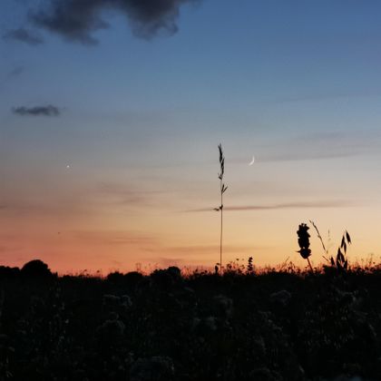 Een mooie zonsondergang met zachte kleuren en een lichtbewolkte lucht. Op de voorgrond zijn silhouetten van planten zichtbaar.