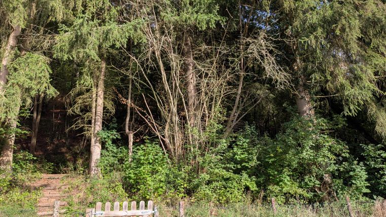 Exit to the forest