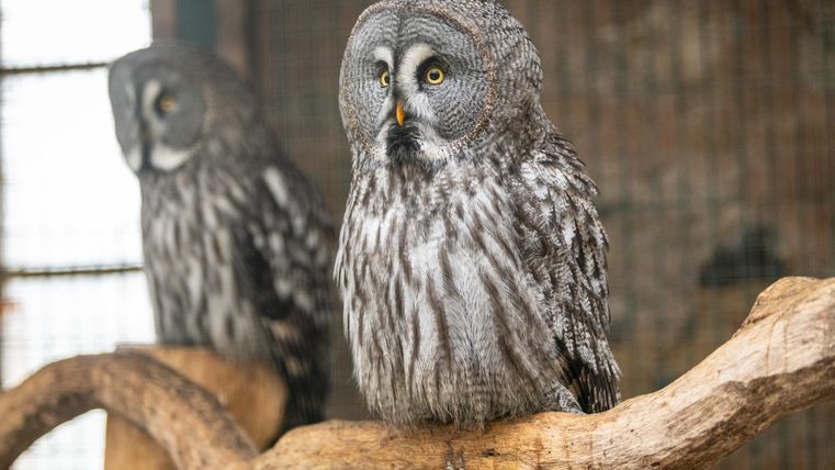 Zwei Bartkäuze sitzen auf einem Ast in einem Gehege. Der vordere Kauz schaut aufmerksam, während der hintere unscharf im Hintergrund ist.