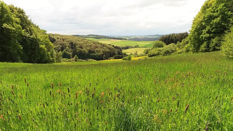 A vast meadow with green grasses and gentle hills in the background. The sky is cloudy, and the landscape appears calm and peaceful.