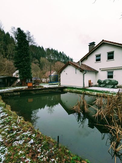 A tranquil pond next to a white house, surrounded by trees and with a snow-covered ground. The environment is green and natural, with some dry plants in the water.