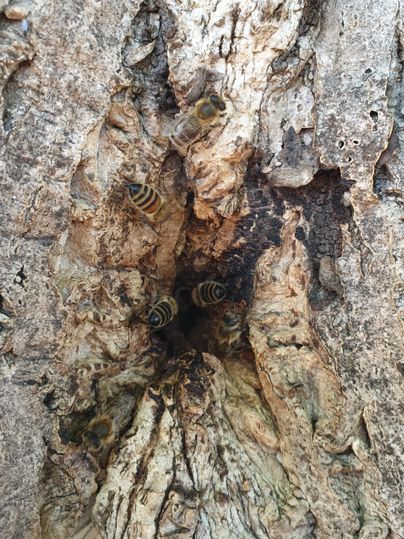Eine Gruppe von Bienen fliegt um eine Rinde mit einer Öffnung. Die Struktur des Holzes ist rau und alt.