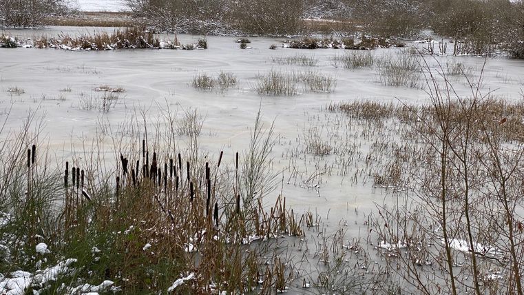 Ein gefrorener See umgeben von schneebedeckten Pflanzen und Bäumen. Die Landschaft wirkt ruhig und winterlich.