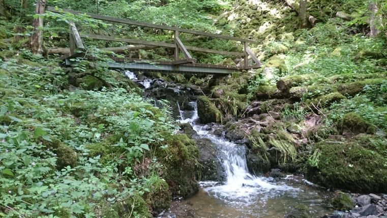 A small waterfall flows through a green forest. In the background, a wooden bridge can be seen.