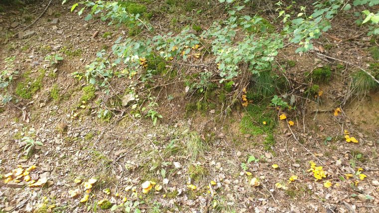 Ein Waldboden mit grünen Pflanzen und gelben Pilzen. Im Hintergrund sind Bäume und Blätter zu sehen.