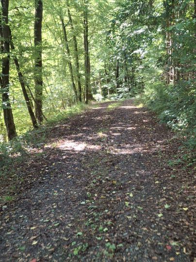 Ein schmaler Weg durch einen grünen Wald mit viel Licht und Schatten. Die Strasse ist von Laub gesäumt und lädt zu einem Spaziergang ein.