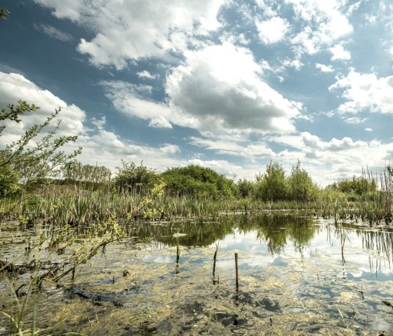 Sangweiher vijver op de Muße Trail Vulcano Trail, © Eifel Tourismus GmbH, D. Ketz