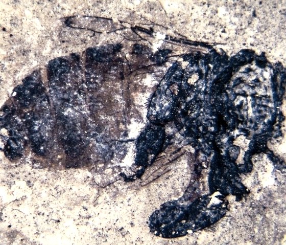 Honigbiene, &copy; Maarmuseum Manderscheid