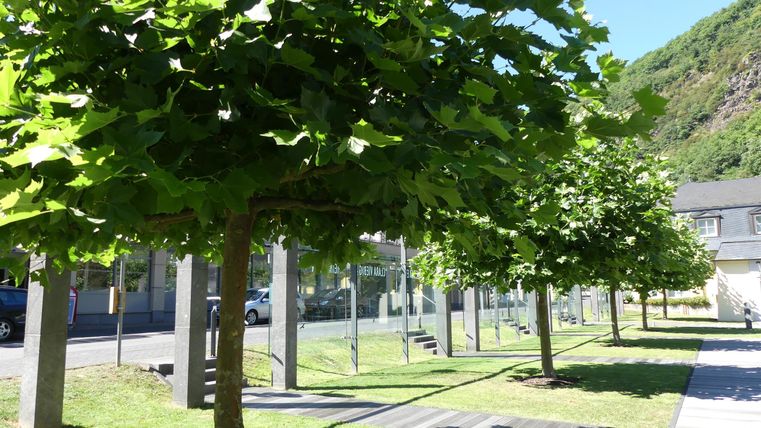 Een rustige laan met groene bomen en schraal gras. Op de achtergrond zijn moderne gebouwen zichtbaar.