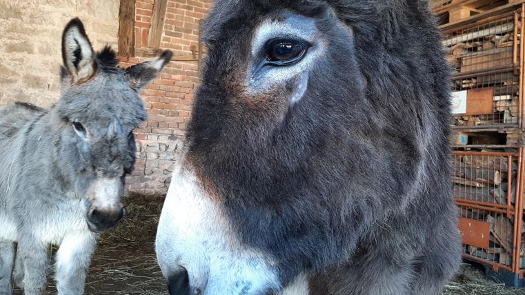 Ein Esel steht im Vordergrund, während ein anderer Esel im Hintergrund zu sehen ist. Beide Tiere sind in einem Stall umgeben von Stroh.