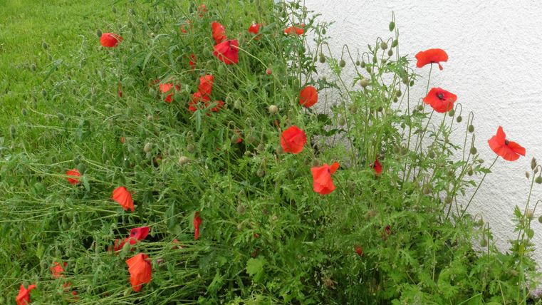 Ein blühender Mohnblumen-Strauch mit leuchtend roten Blüten. Die Pflanzen stehen neben einer weißen Wand.