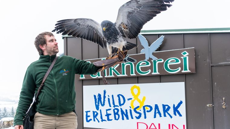 Een man houdt een roofvogel op zijn arm voor een bord van Het Wild- en Beleefpark Daun. Op de achtergrond is de sneeuw te zien.