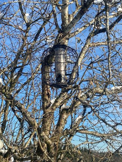 Ein Vogelhaus hängt in einem Baum. Der Himmel ist klar und blau, und Schnee liegt auf den Ästen.