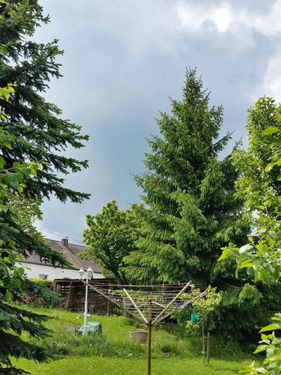 Ein Garten mit hohen Bäumen und einem Wäscheleinensystem. Der Himmel ist bewölkt und es sieht nach Regen aus.