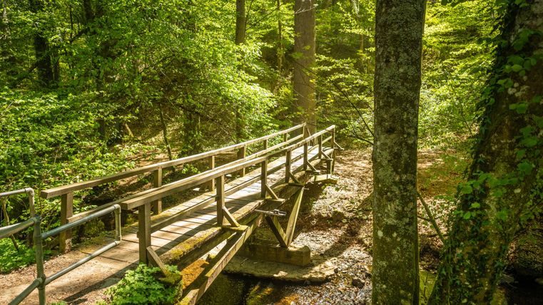 A wooden bridge crosses a small stream in a dense, green forest. Sunlight filters through the canopy, creating a peaceful atmosphere.