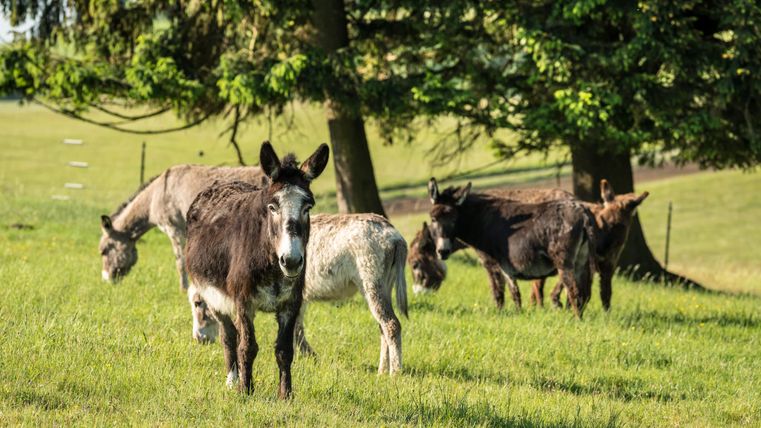 Esel auf einer grünen Wiese stehen entspannt unter Bäumen. Die Sonne scheint, und die Atmosphäre ist ruhig und friedlich.
