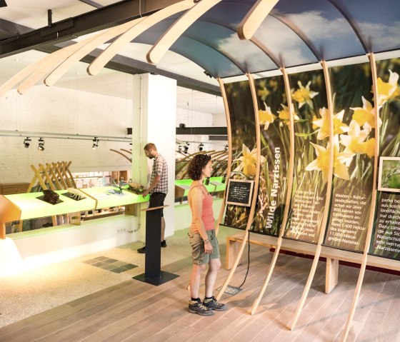 Nationalpark-Tor H&ouml;fen Narzissen-Infos, &copy; Eifel Tourismus GmbH / D. Ketz