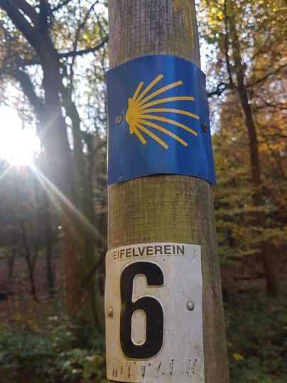 Ein Wegweiser an einem Baum mit der Muschel des Jakobsweges. Die Zahl 6 ist deutlich sichtbar.