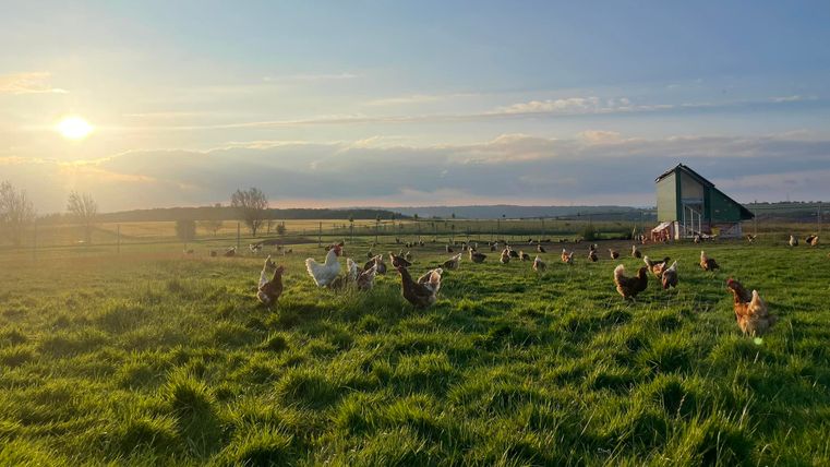 Een rustige landbouwlandschap met kippen die op een groene weide rondlopen. Op de achtergrond is een stal en de zonsondergang aan de lucht te zien.