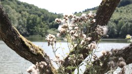 Das Immerather Maar, © GesundLand Vulkaneifel GmbH