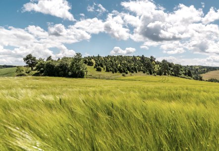 Blick zum kalvarienberg mit Wacholderheiden, © Foto Achim Meurer