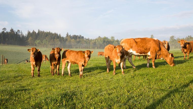 Een groep koeien en kalfjes staat op een groene weide. Op de achtergrond zijn bomen en een heldere lucht te zien.