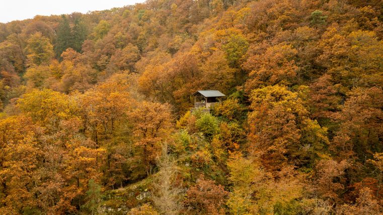 Een mooie bos in de herfst met kleurrijke, oranje bladeren. Een klein huisje is te zien in het midden van de bomen.