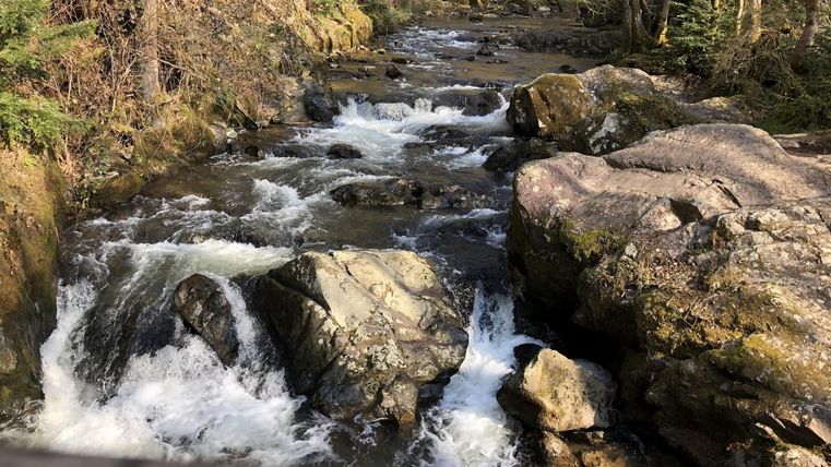 Ein klarer Bach fließt über große Steine in einem bewaldeten Gebiet. Die Umgebung ist friedlich und natürlich mit viel grünem Laub.