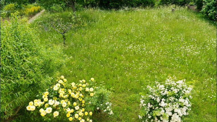 Ein üppiger Garten mit bunten Blumen und grünem Gras. Im Hintergrund sind Bäume und Sträucher zu sehen.