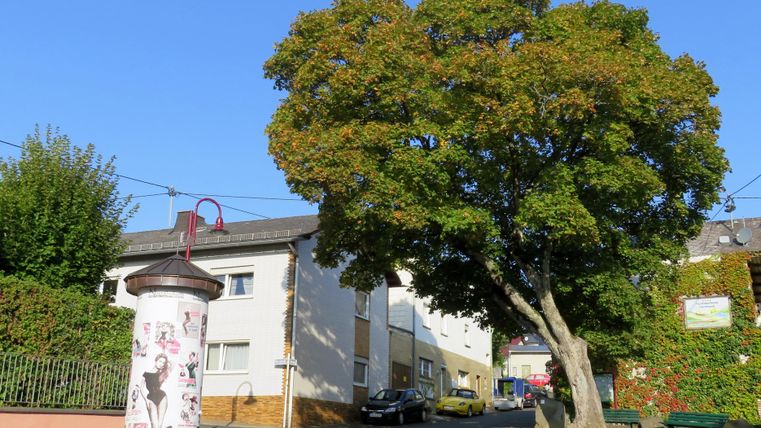 A quiet street corner with a large tree and a historic lamppost. In the background, a few houses and a park can be seen.