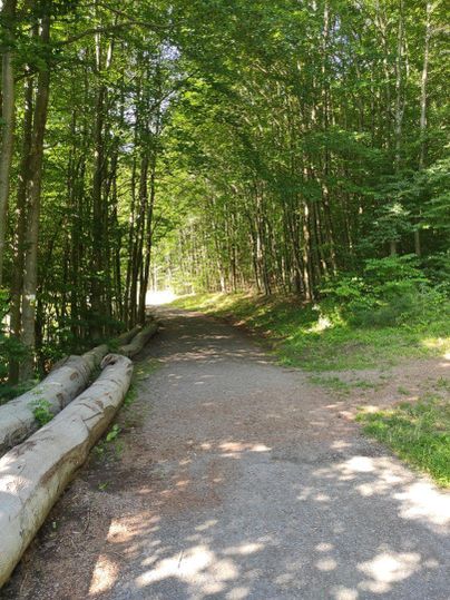Ein schmaler Waldweg, gesäumt von hohen Bäumen. Sonnenlicht scheint durch das Blätterdach und beleuchtet den Pfad.