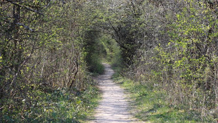 A narrow path leads through a wooded area with fresh greenery. The trees form a natural canopy over the path.