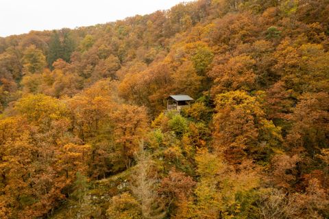 Ein schöner Wald im Herbst mit bunten, orangefarbenen Blättern. Ein kleines Häuschen ist in der Mitte der Bäume zu sehen.