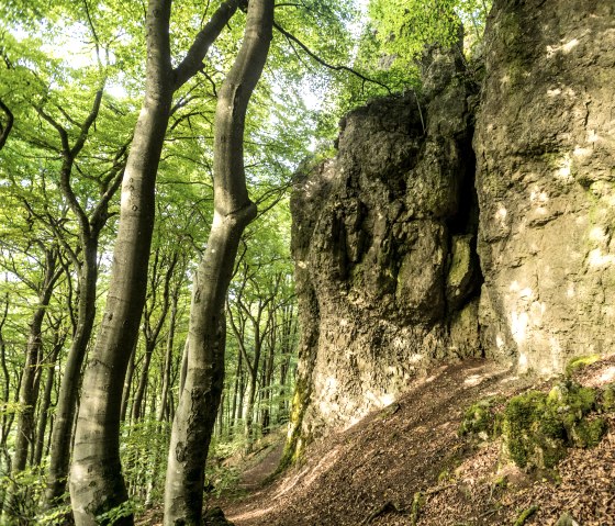 Forêt de hêtres et parois rocheuses, © Eifel Tourismus, Dominik Ketz