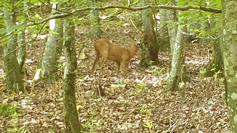 Ein Reh steht im Wald zwischen den Bäumen. Der Boden ist mit Laub bedeckt und das Licht fällt sanft durch die Blätter.