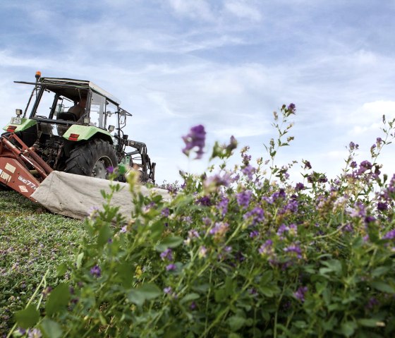 Eifelwiesen, &copy; Andreas Goltz | phormat.de