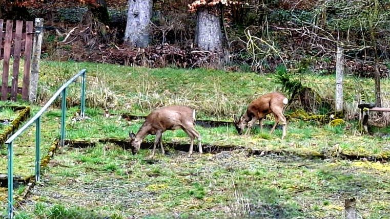 Deer in the garden are a truly beautiful and fascinating sight! It's always impressive when these shy animals enter the garden, especially when nature is nearby. Deer are generally peaceful and quiet, and their presence is often a sign that they live in a natural environment. To ensure that the animals continue to come and feel comfortable in our new surroundings, it's important not to disturb them.