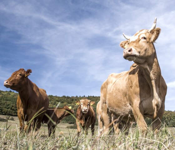 Mosbrucher Weiher Naturpfleger, &copy; TI Kelberg