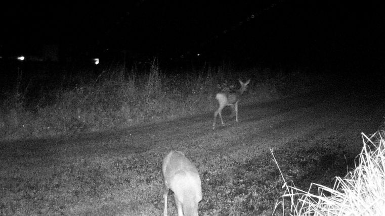 Zwei Rehe stehen auf einem Feldweg bei Nacht. Die Umgebung ist dunkel und nur schwach beleuchtet.