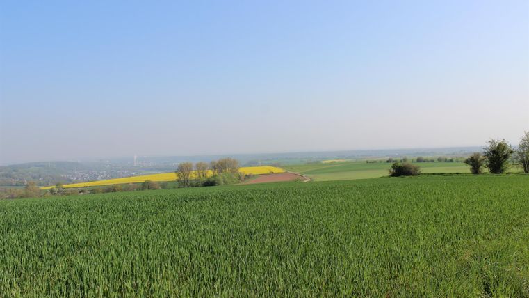 Een uitgestrekt landschap met groene velden en een heldere, blauwe lucht. Op de achtergrond zijn gele koolzaadvelden te zien.