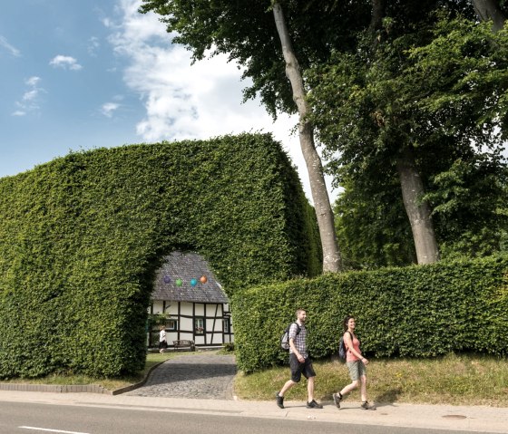 Beech hedges in Monschau-Höfen, © Eifel Tourismus GmbH, D. Ketz