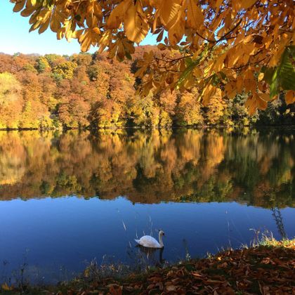 A quiet lake reflects the landscape with autumnal tree colors. A swan swims gently in the water.