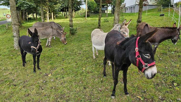 Several donkeys in a meadow